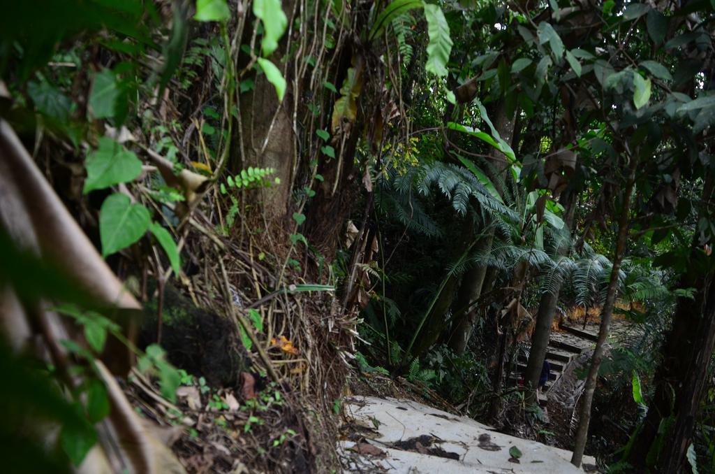 The Woodz Homestay Tanah Rata Eksteriør billede